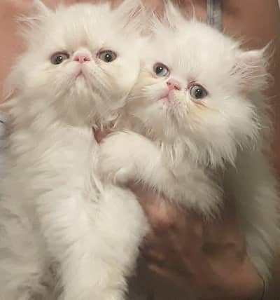 Cat | Persian | kittens |  Blue eyes | Kitty O348O163O63 WA+_$