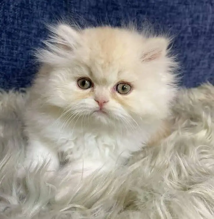Cat | Persian | kittens |  Blue eyes | Kitty O348O163O63 WA+_$ — photo 2