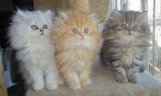 Cat | Persian | kittens |  Blue eyes | Kitty O348O163O63 WA+_$ — photo 4