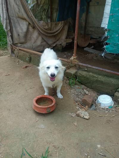 Russion dog for sale