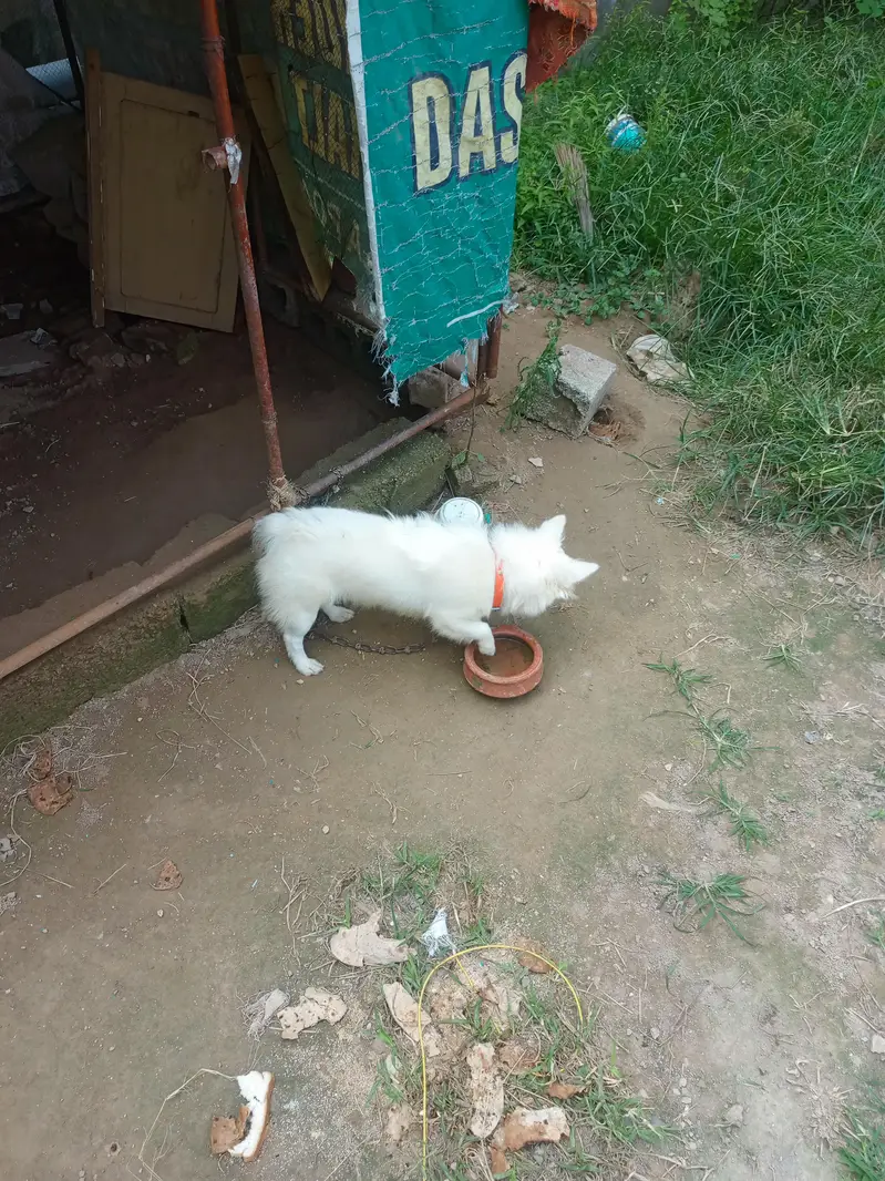Russion dog for sale — photo 2