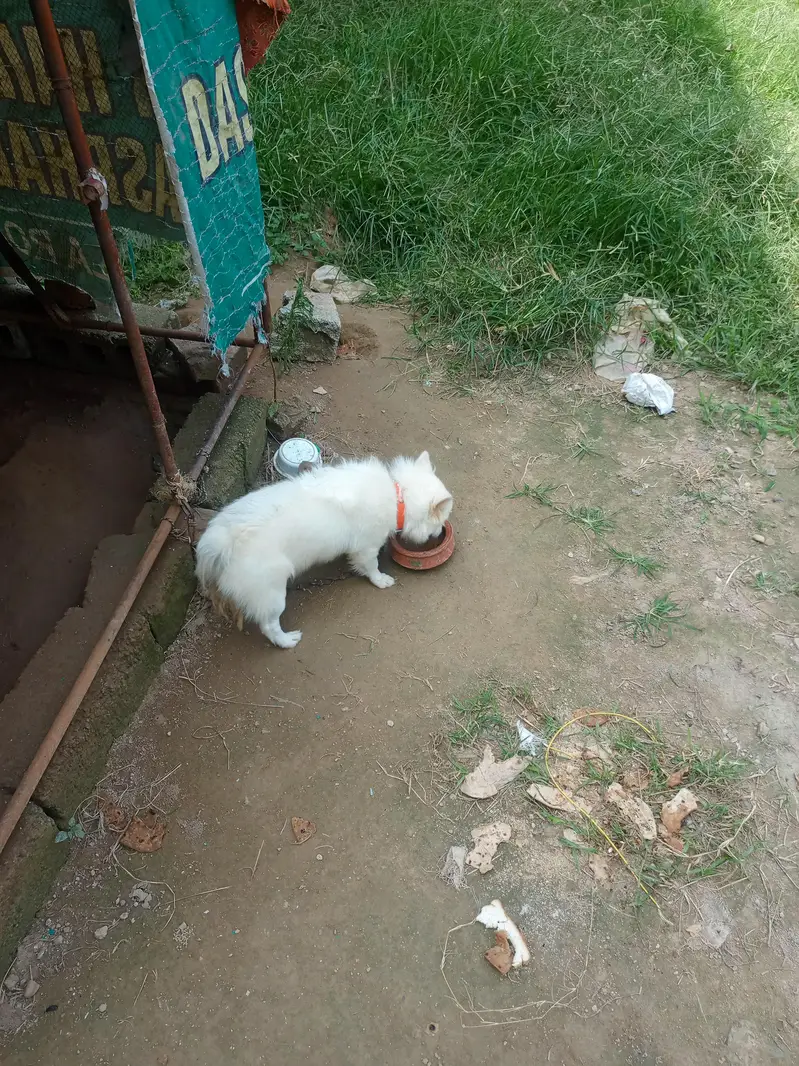 Russion dog for sale — photo 3