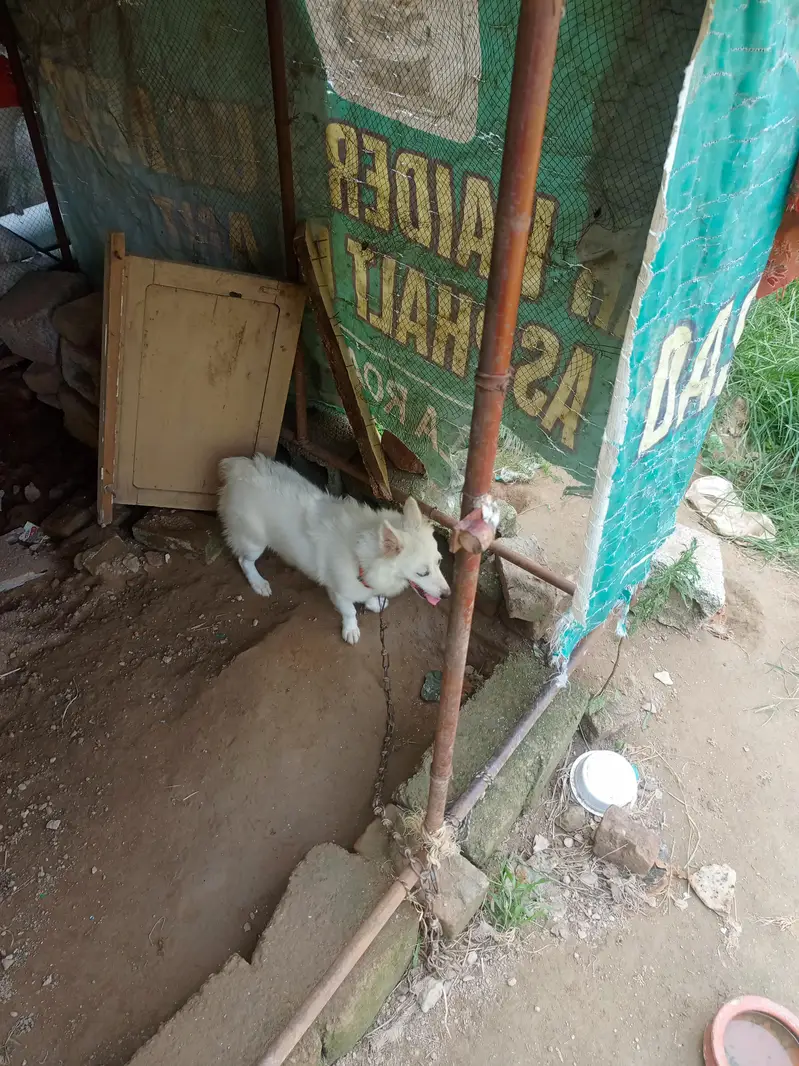 Russion dog for sale — photo 4