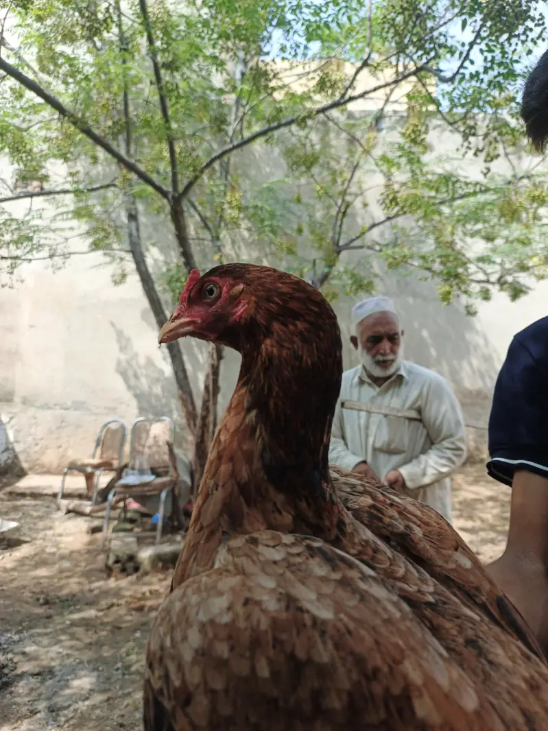 pure mianwali aseel Murghy for sale — photo 4