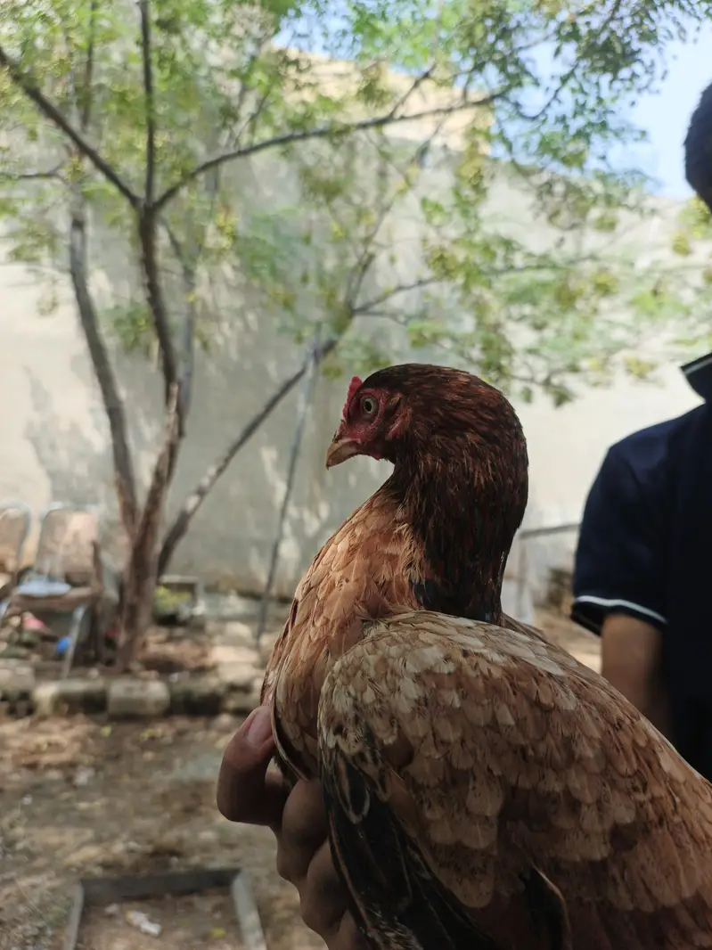 pure mianwali aseel Murghy for sale — photo 5