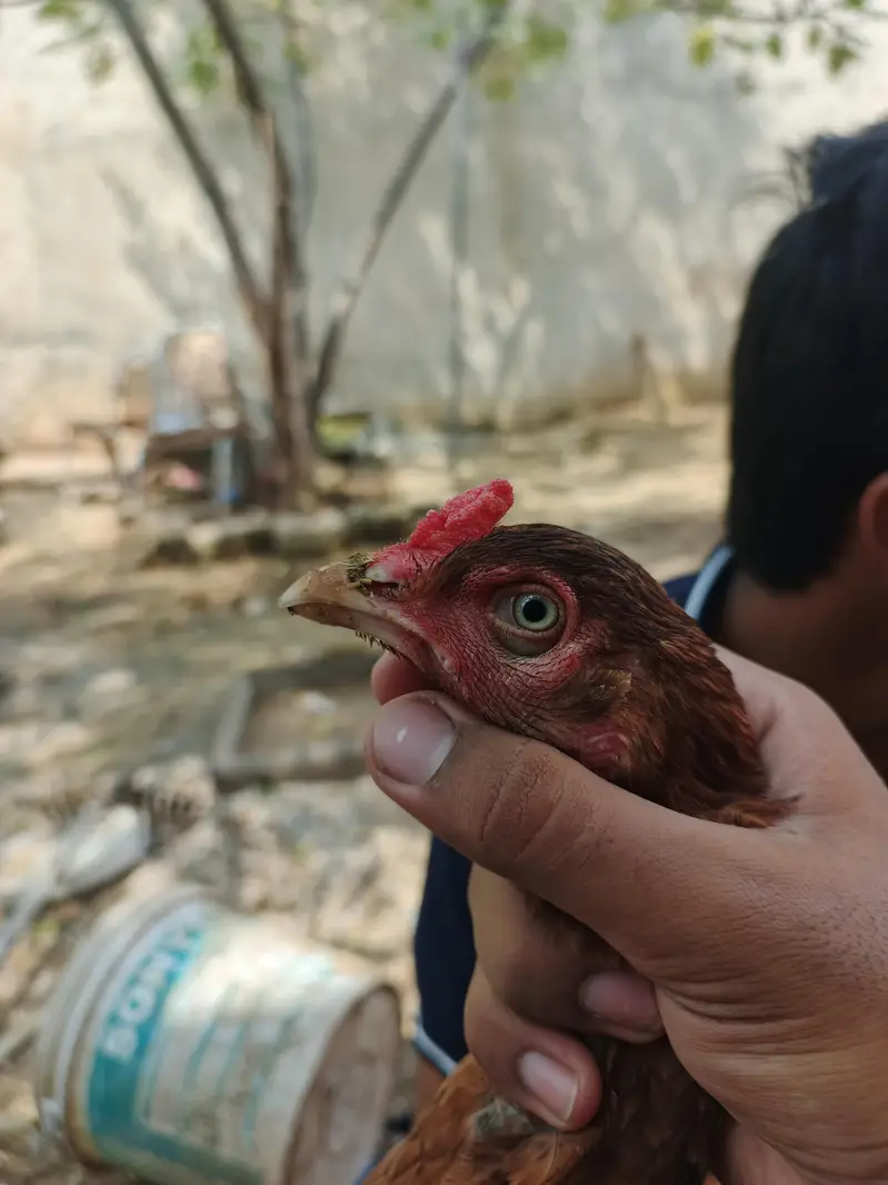 pure mianwali aseel Murghy for sale — photo 6