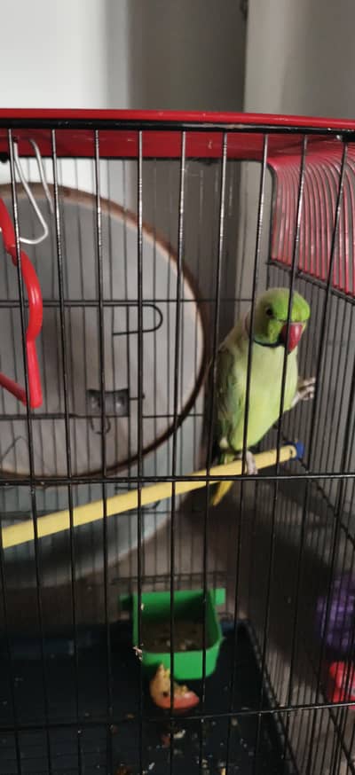 Talking Parrot