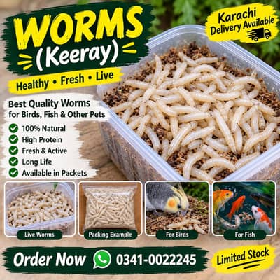 White Worms Live Keeray For Birds Fish