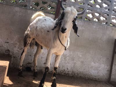 maki cheena cross bakra