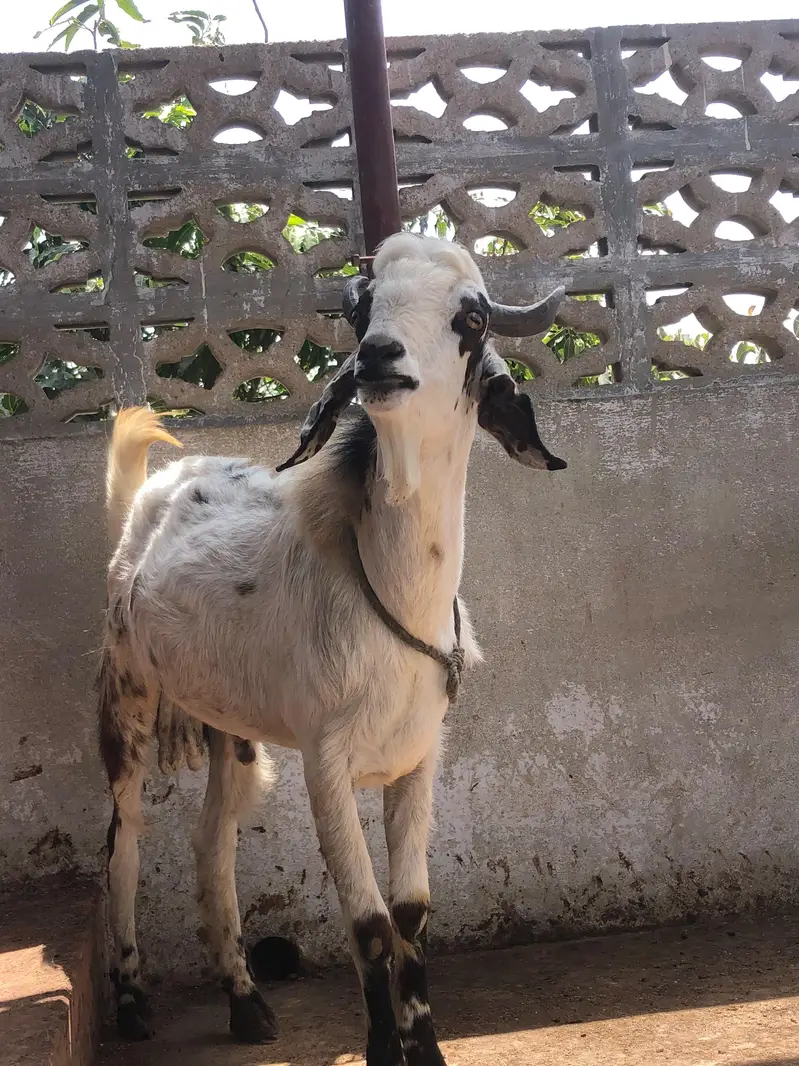 maki cheena cross bakra — photo 2