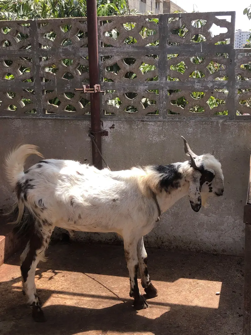 maki cheena cross bakra — photo 3