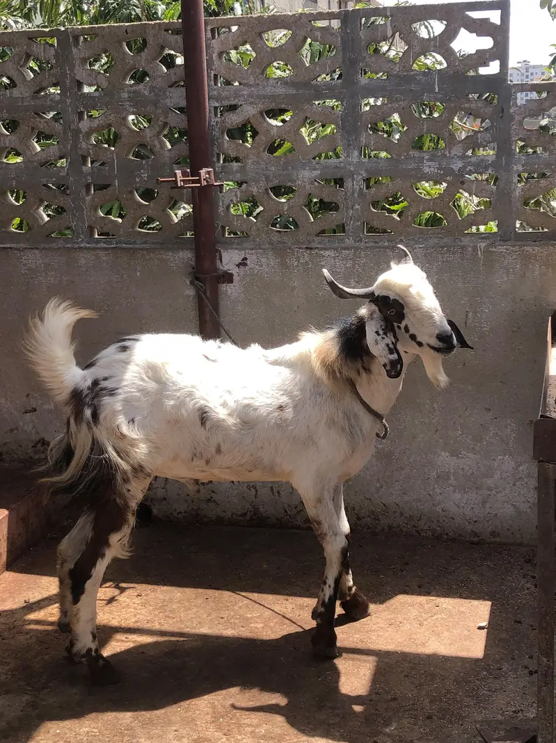 maki cheena cross bakra — photo 4