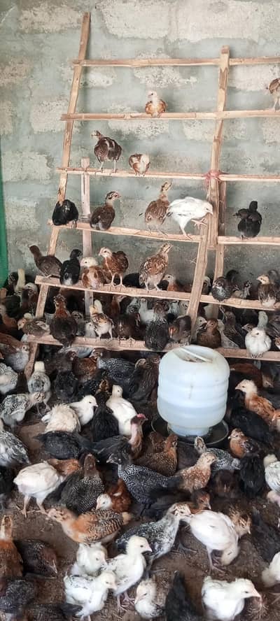 Golden Misri Chick
