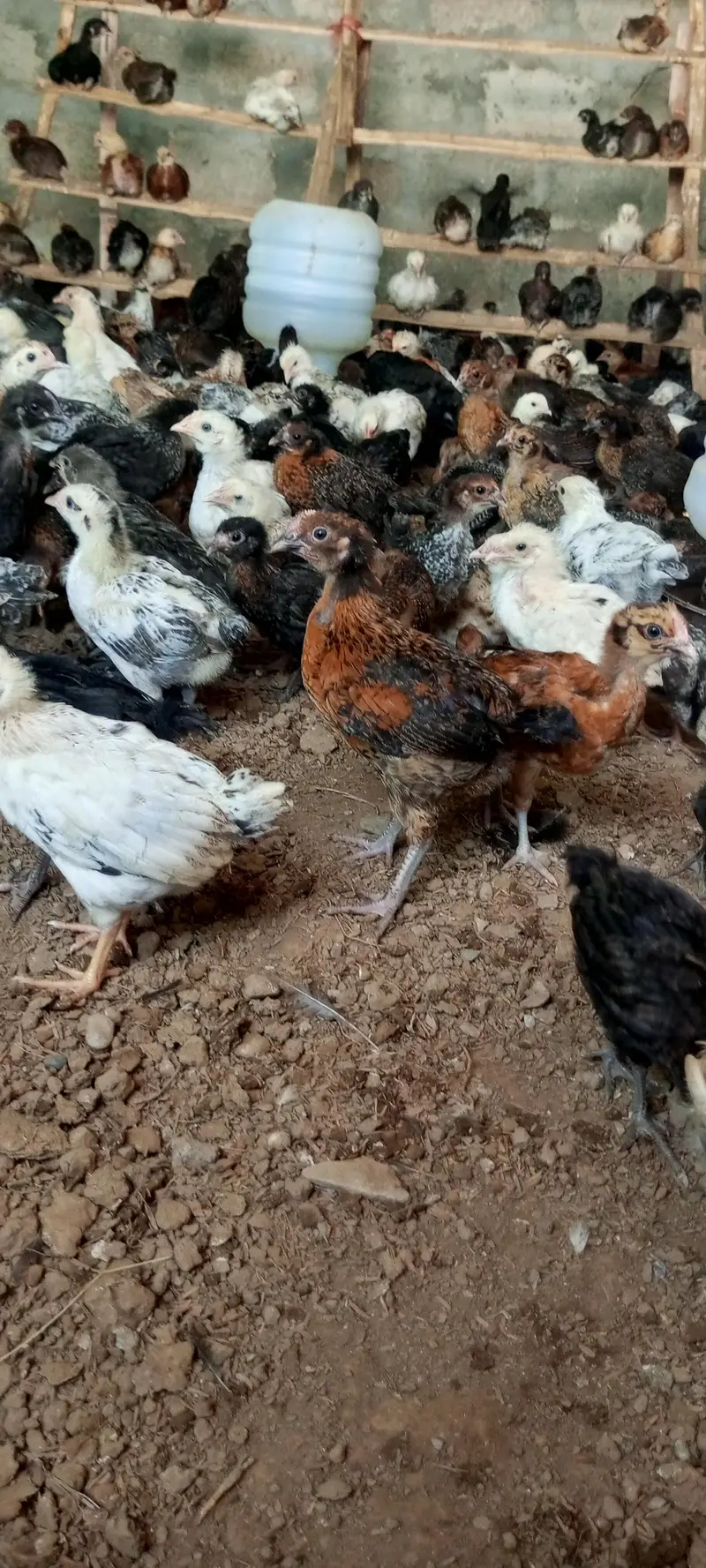 Golden Misri Chick — photo 2