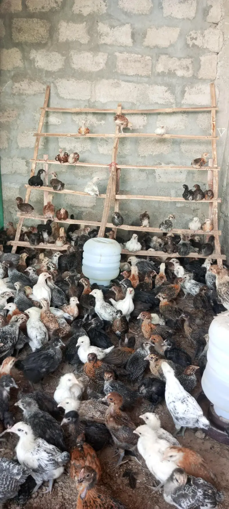 Golden Misri Chick — photo 3