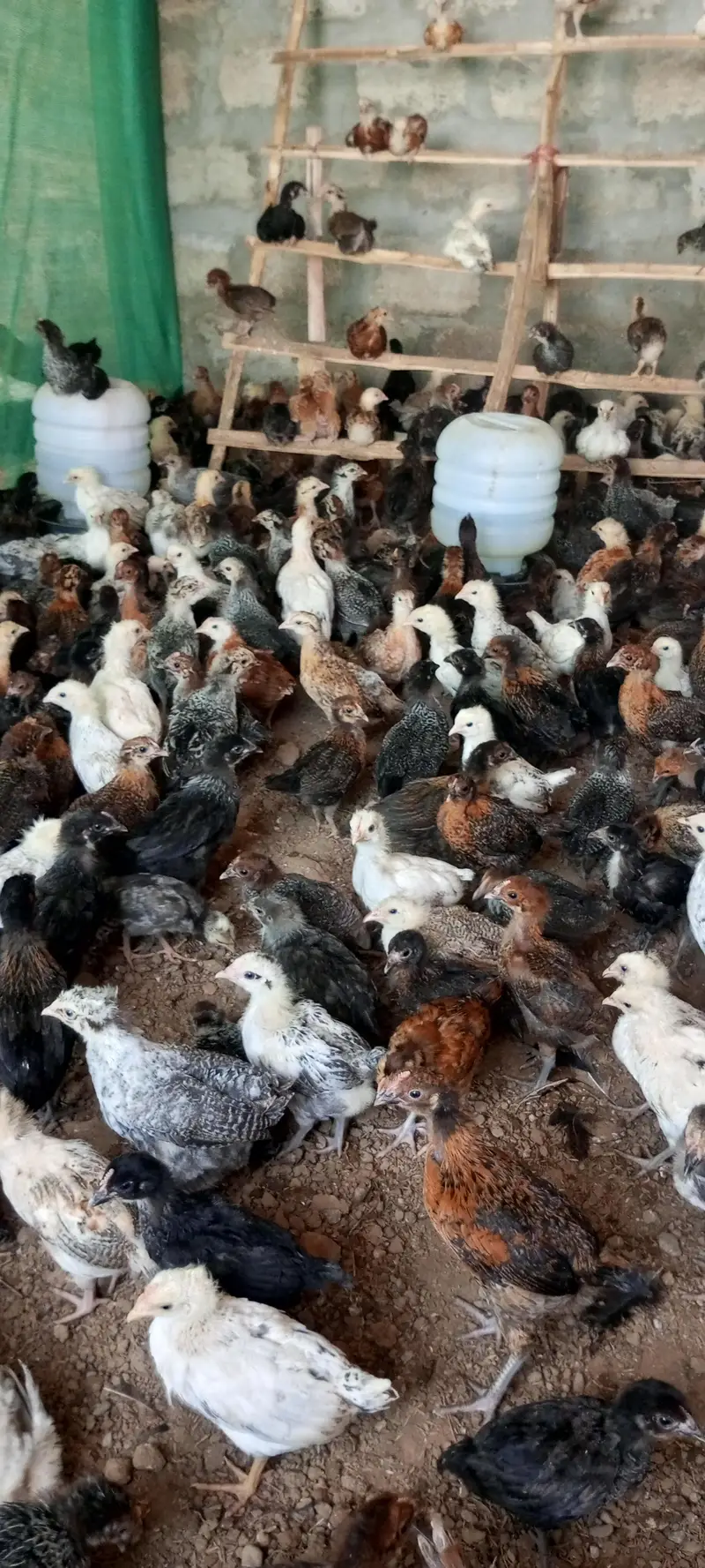 Golden Misri Chick — photo 4