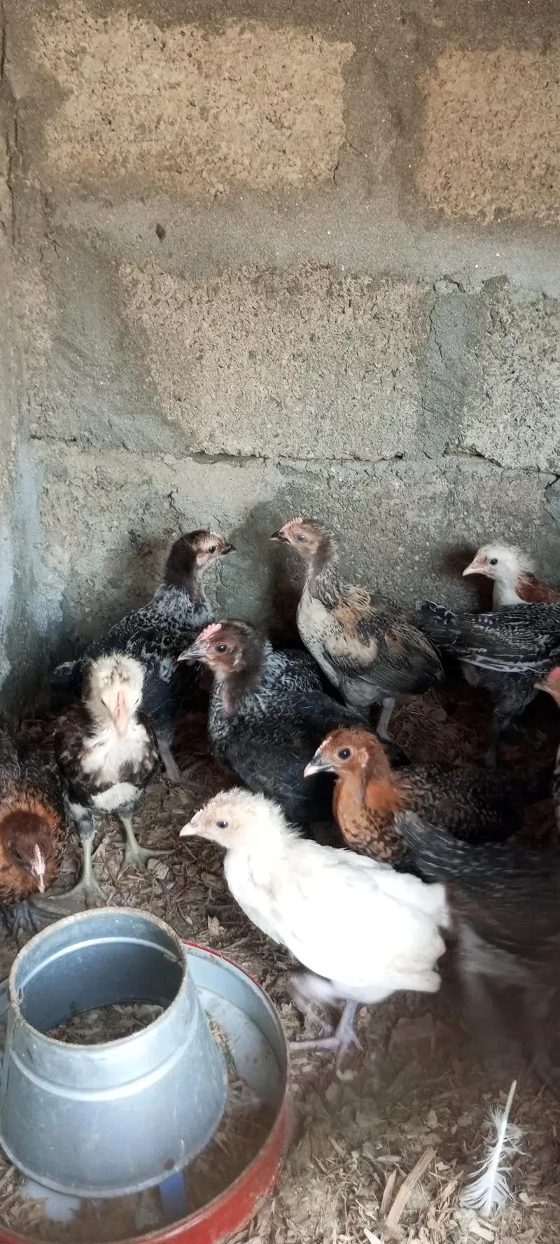 Golden Misri Chick — photo 5