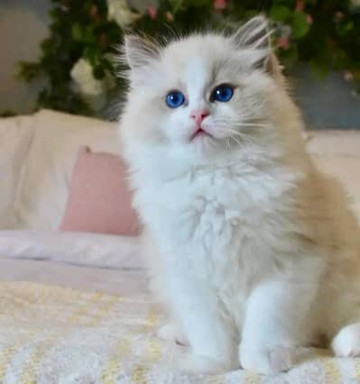 Cat | Persian | kittens |  Blue eyes | Kitty O348O163O63 WA^√^