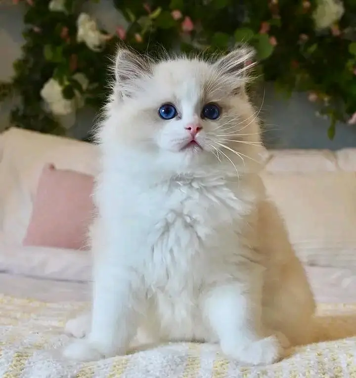 Cat | Persian | kittens |  Blue eyes | Kitty O348O163O63 WA^√^ — photo 2