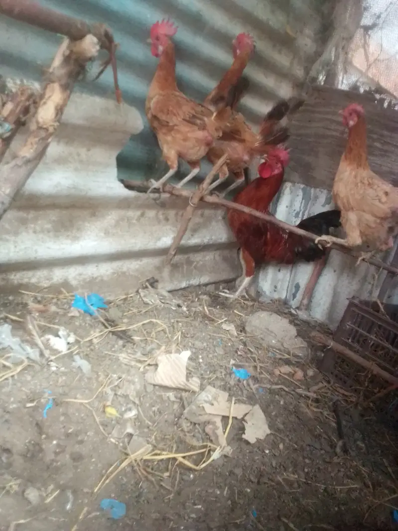 Andy wali murgi — photo 2