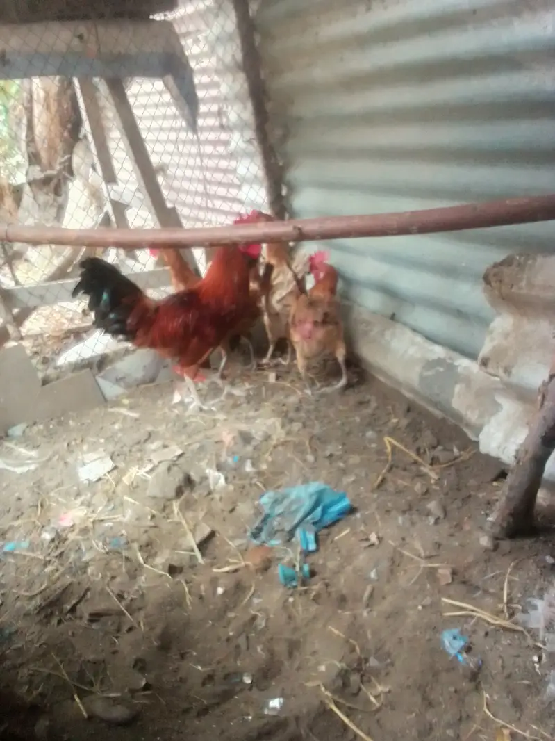 Andy wali murgi — photo 3