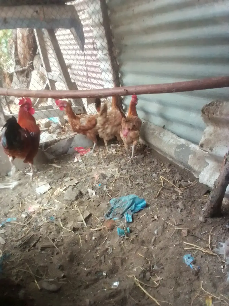 Andy wali murgi — photo 4