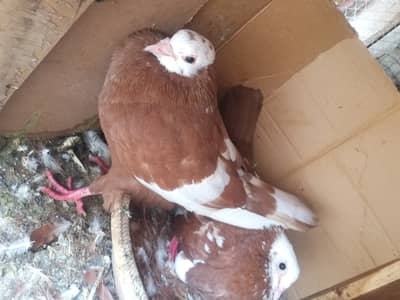 Jogiya Gande dar pair for sale