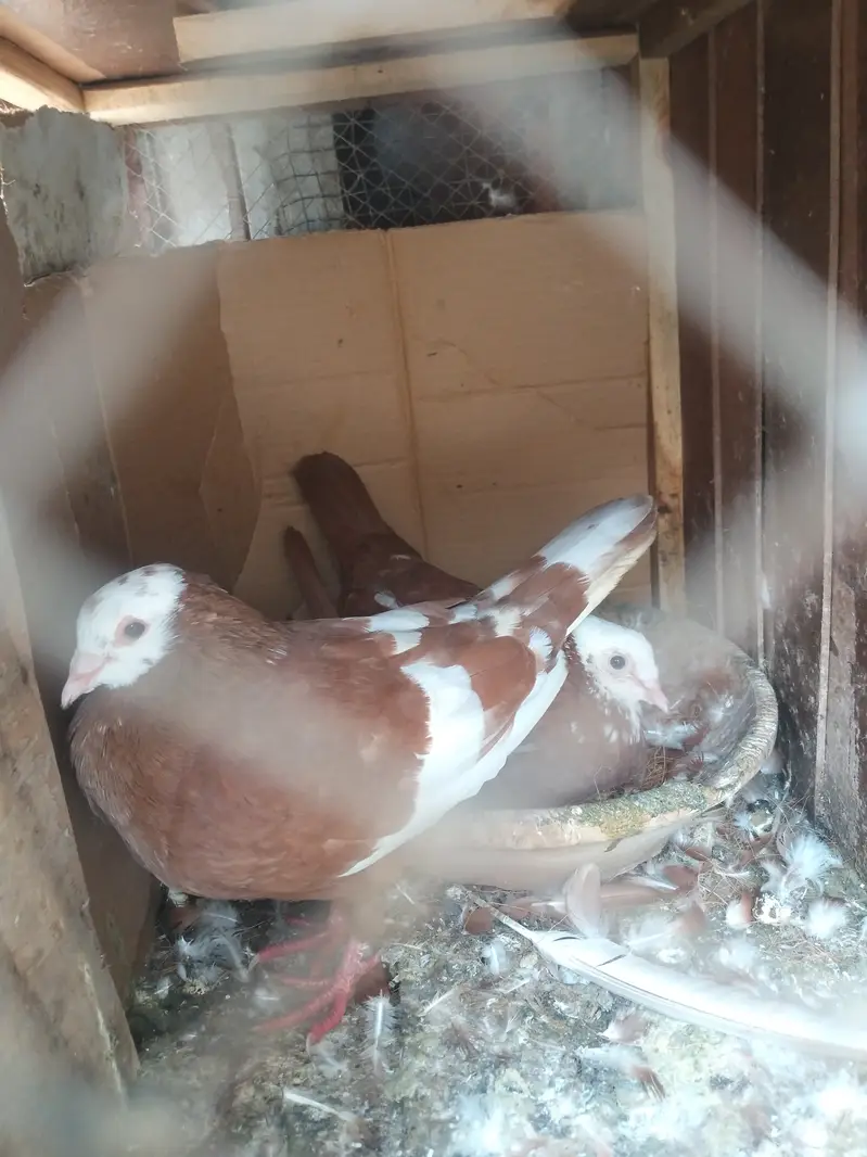 Jogiya Gande dar pair for sale — photo 3