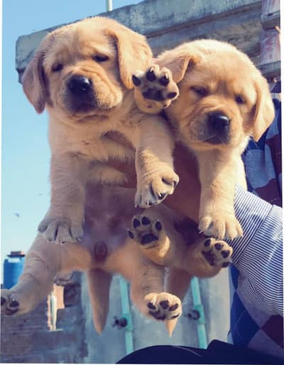 labrador puppy pedigree microchip 03014615555