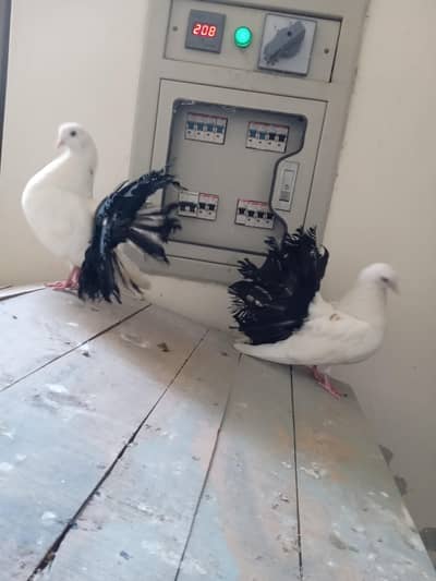 Black Fan Tail Pigeon