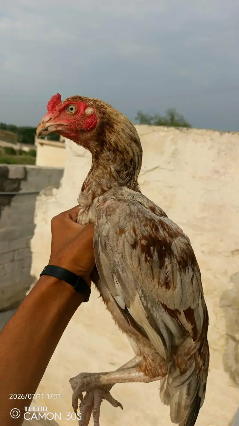 jo doo ha pic haa vo purani haa ik new haa — photo 2