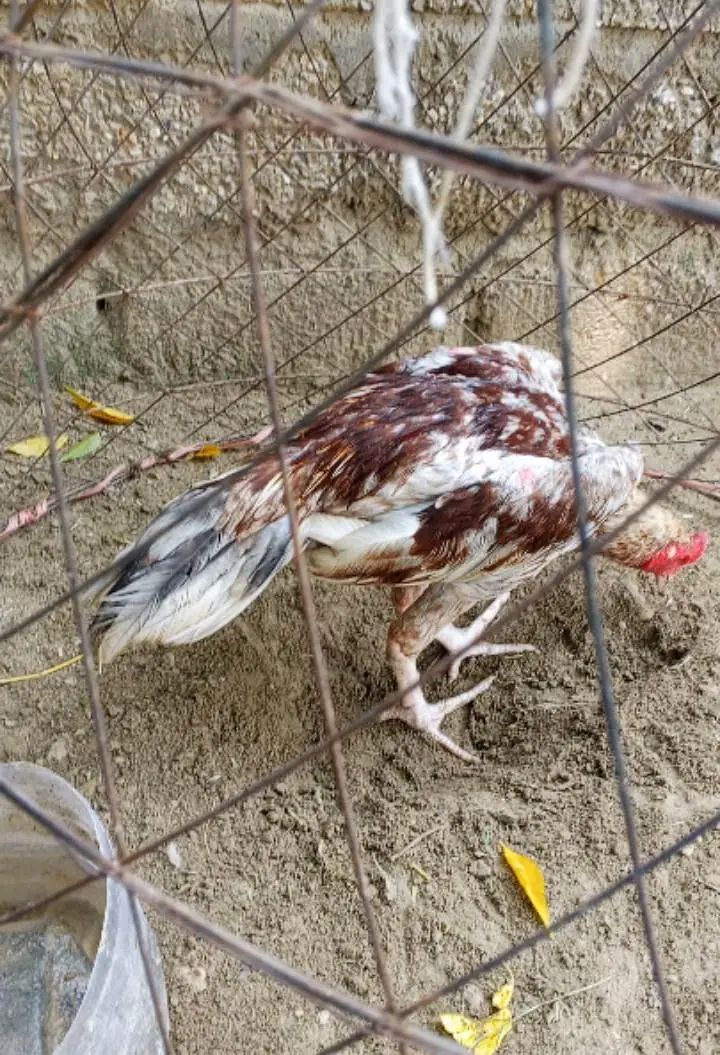 jo doo ha pic haa vo purani haa ik new haa — photo 3