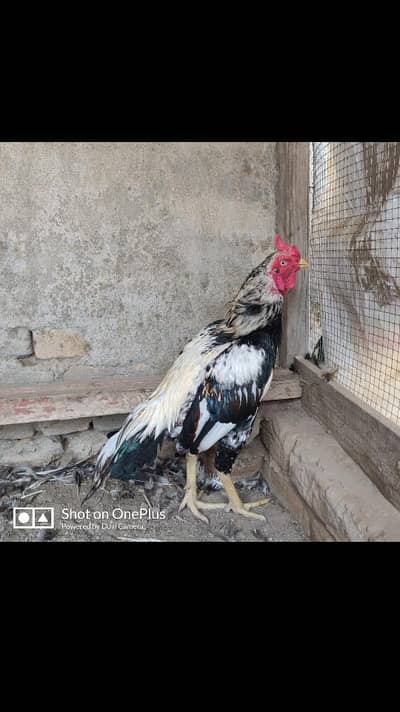 aseelmianwali safadjava for sale