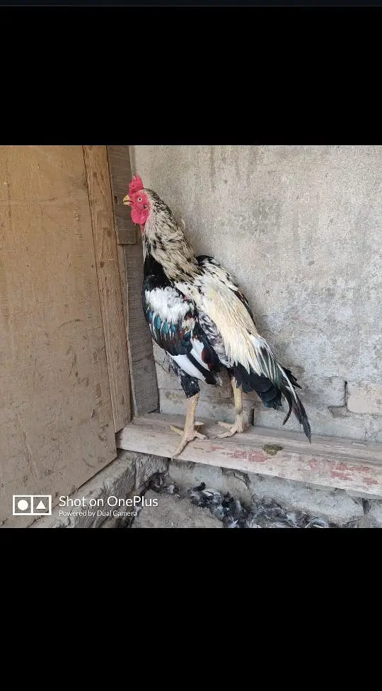 aseelmianwali safadjava for sale — photo 3