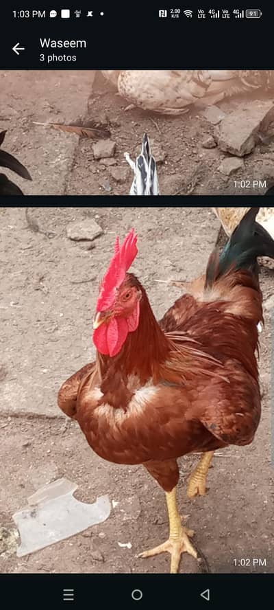 dasi murga ghr ka for sell
