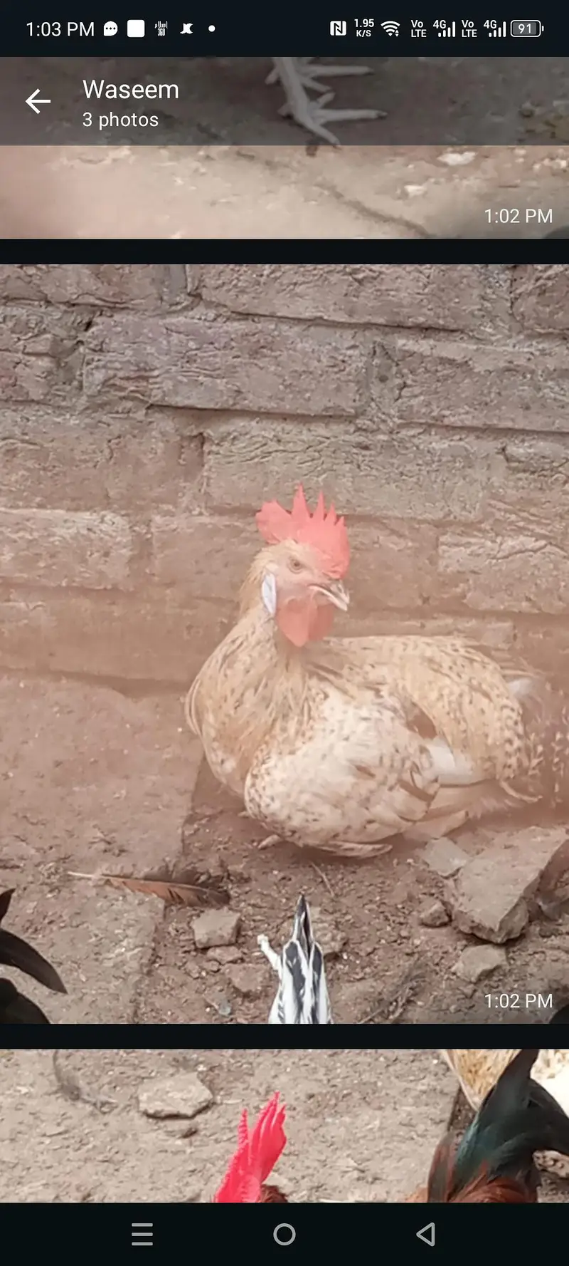 dasi murga ghr ka for sell — photo 2