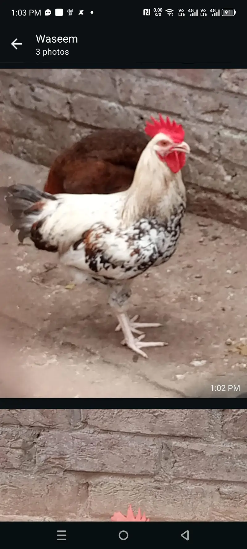 dasi murga ghr ka for sell — photo 3