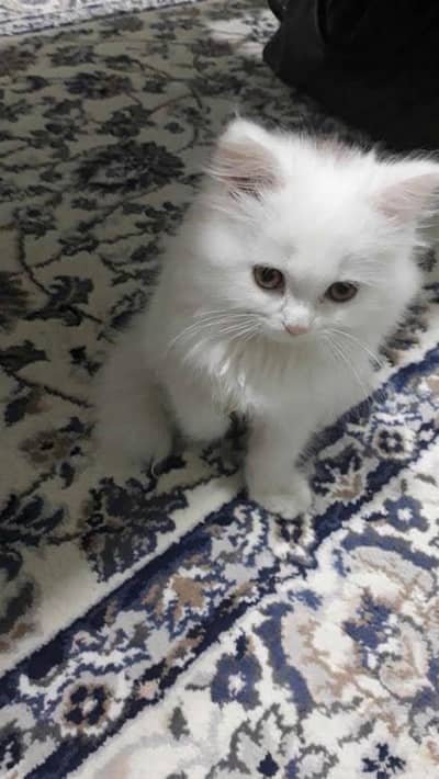 Persian kittens