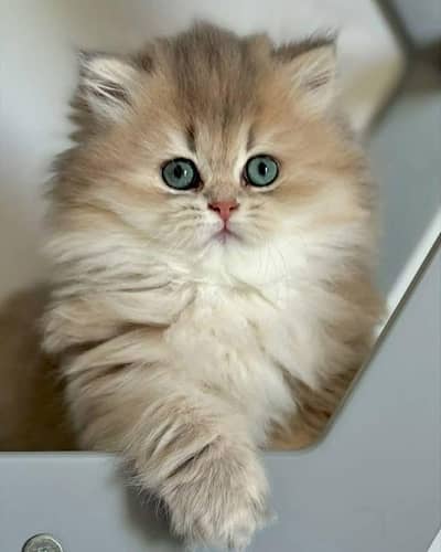 Cat Persian kittens  Kitty Blue eyes low Price OƷ480I63O63 WA ¢®¢