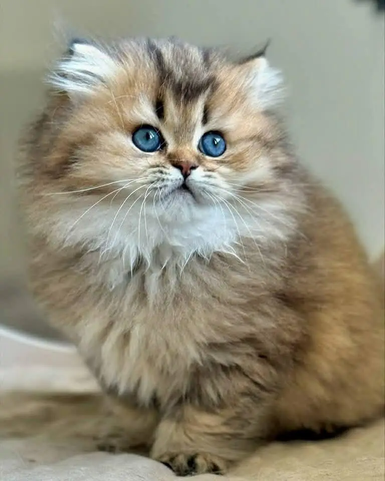 Cat Persian kittens  Kitty Blue eyes low Price OƷ480I63O63 WA ¢®¢ — photo 2