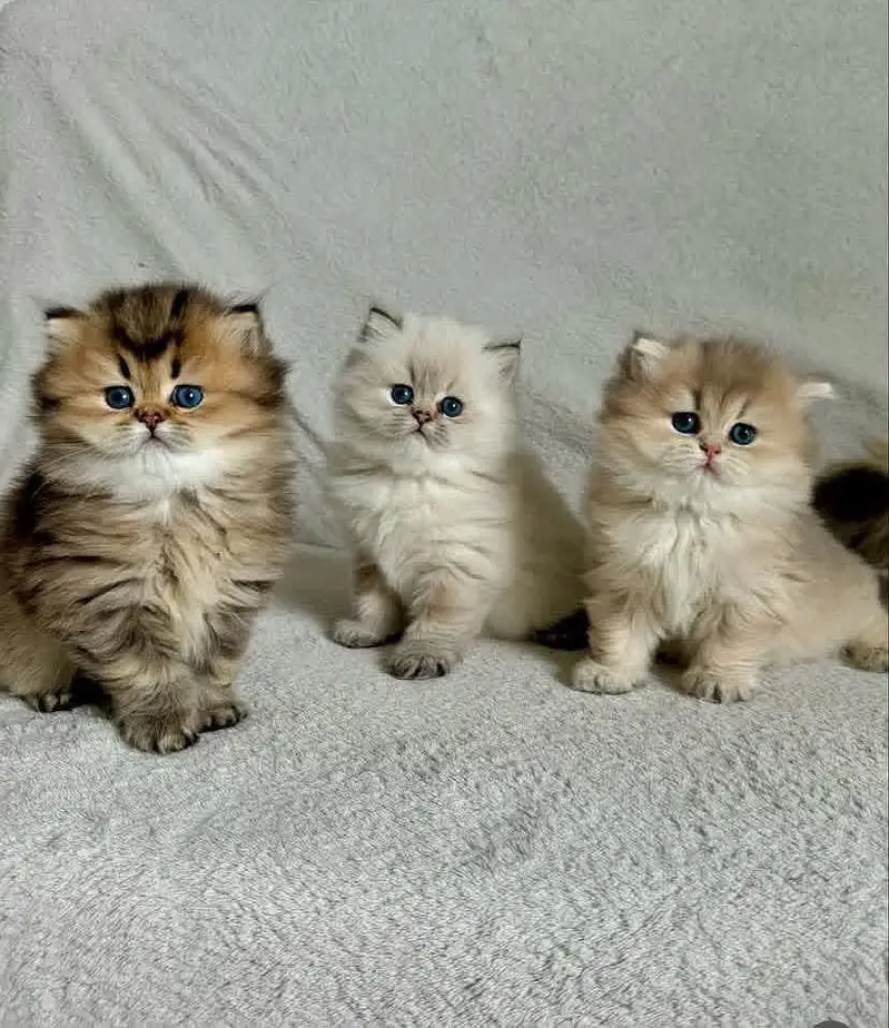Cat Persian kittens  Kitty Blue eyes low Price OƷ480I63O63 WA ¢®¢ — photo 3