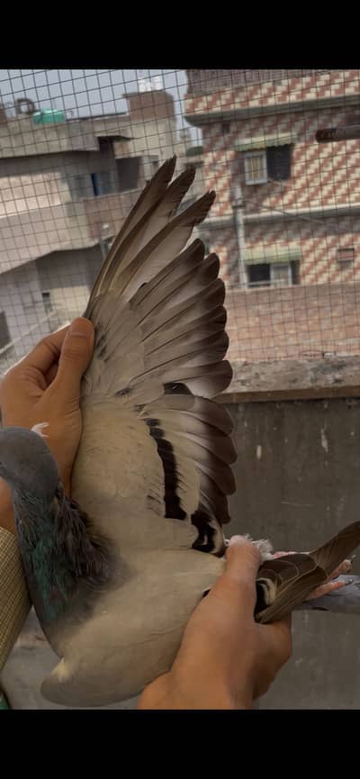 qasid pigeons    raser piegon