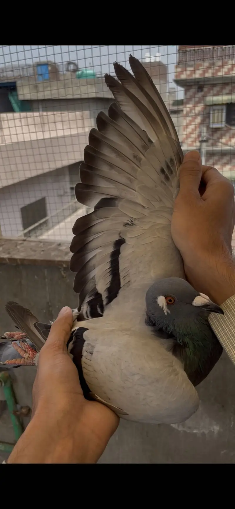 qasid pigeons    raser piegon — photo 2