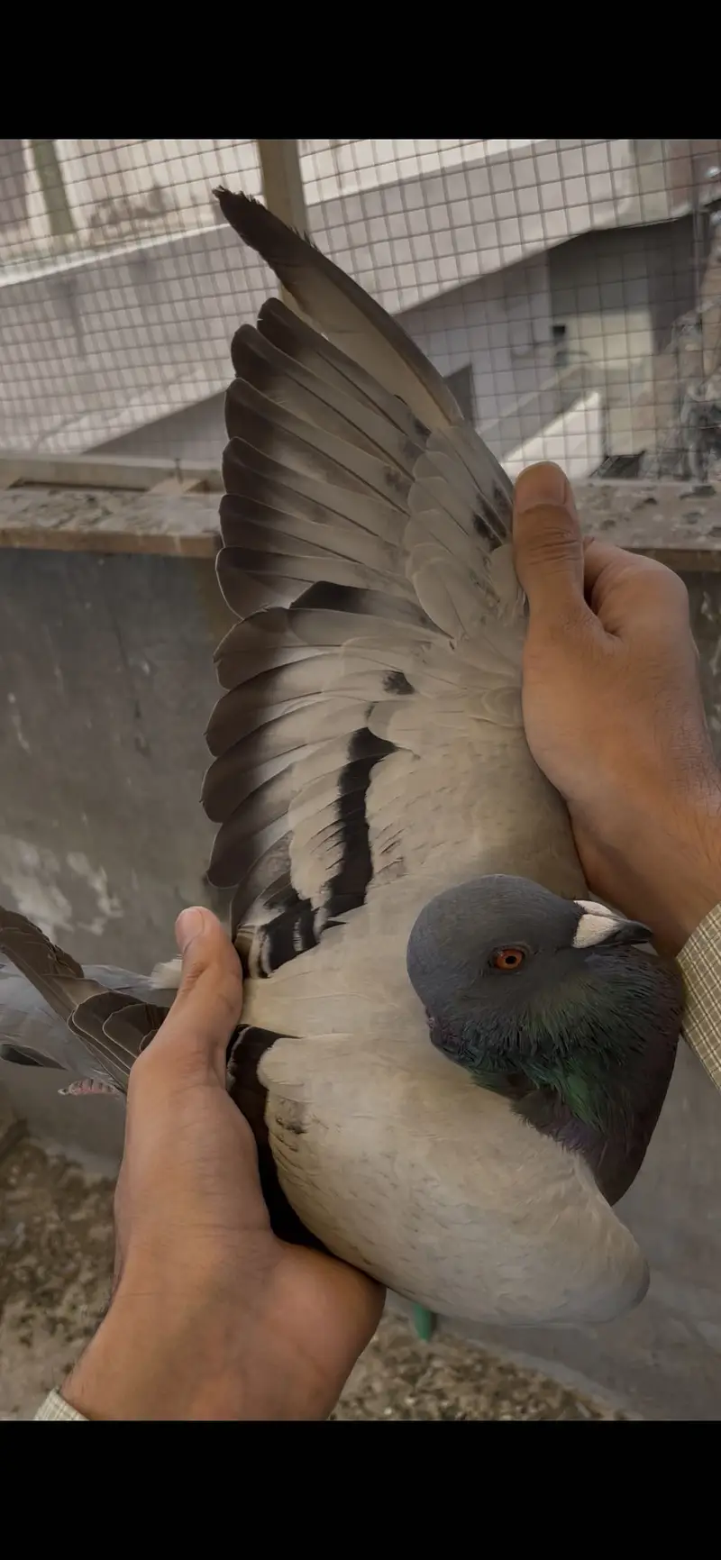 qasid pigeons    raser piegon — photo 3