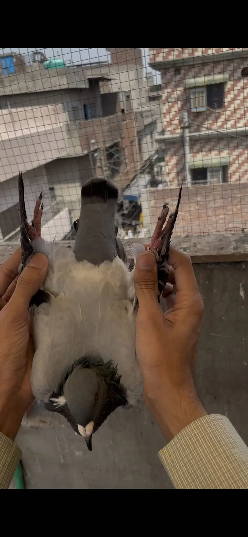 qasid pigeons    raser piegon — photo 4