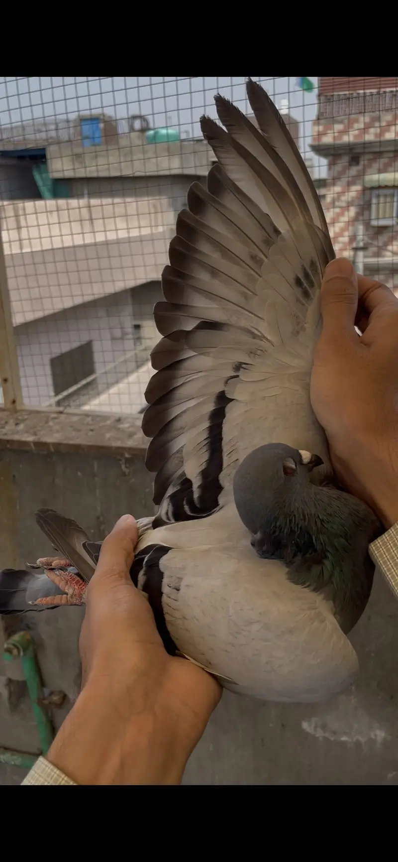 qasid pigeons    raser piegon — photo 5