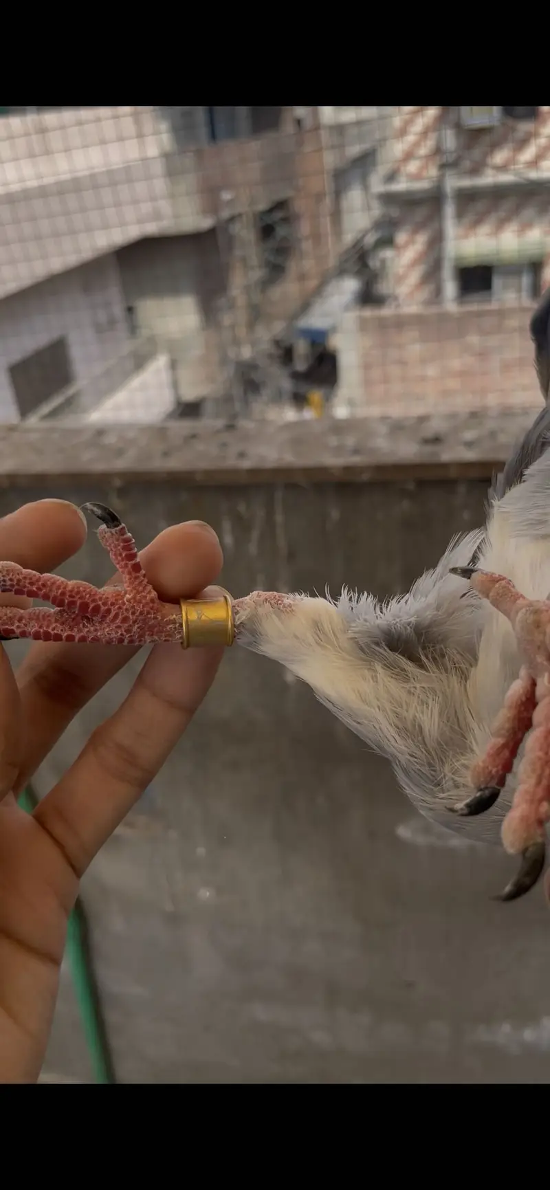 qasid pigeons    raser piegon — photo 6