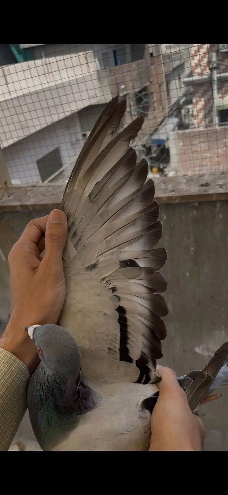 qasid pigeons    raser piegon — photo 7