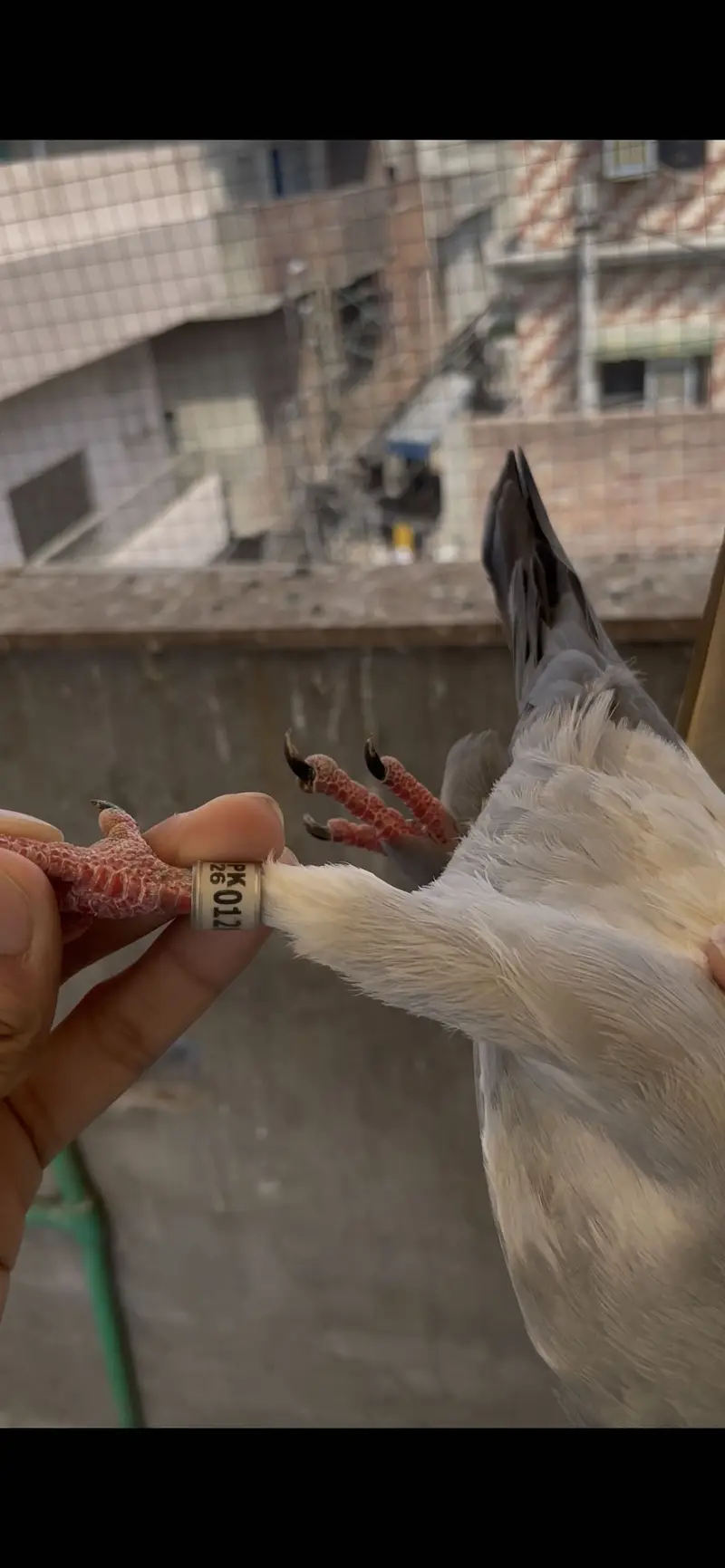 qasid pigeons    raser piegon — photo 8