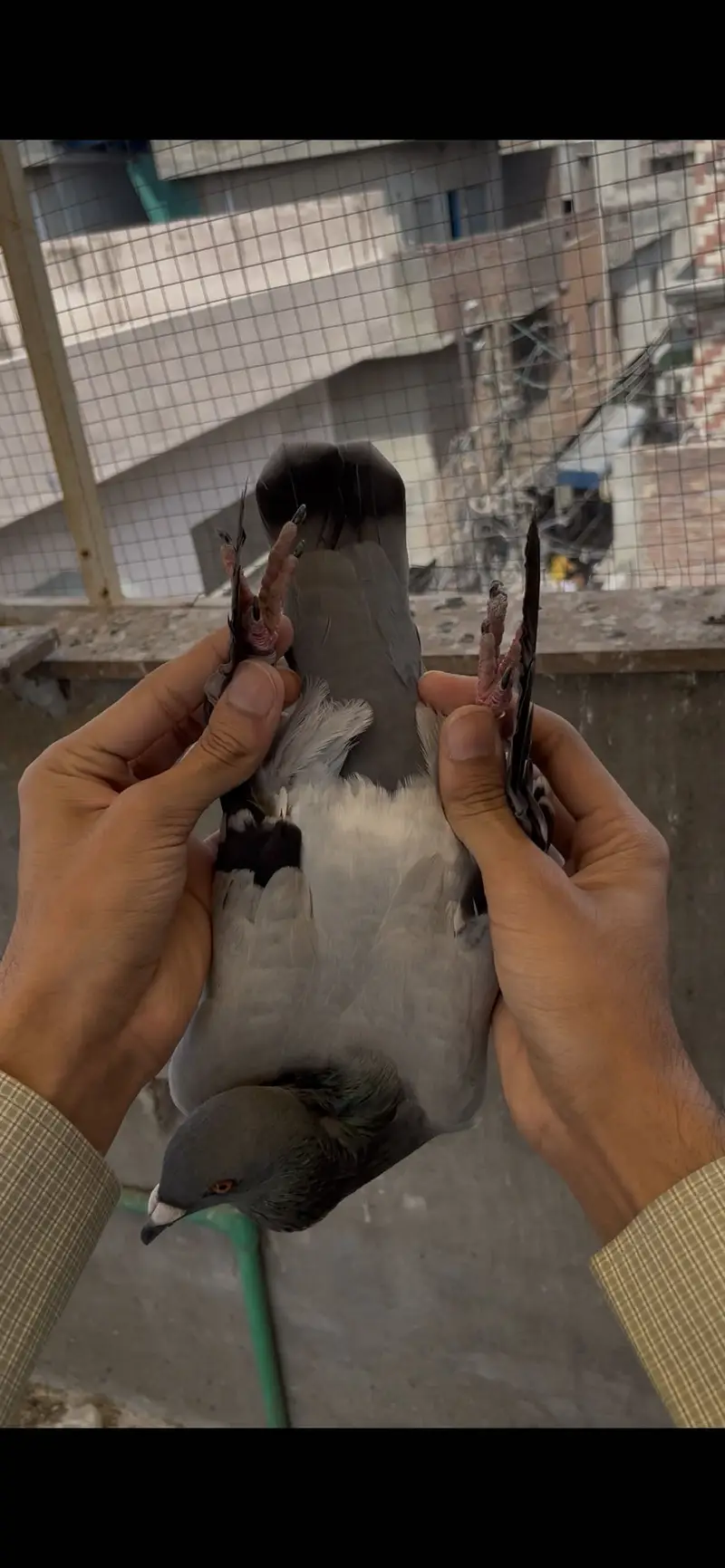 qasid pigeons    raser piegon — photo 9